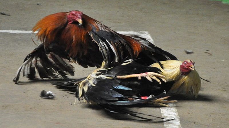 Mexican cockfighting is fascinating.